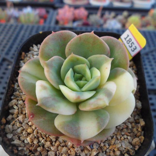 RESERVED) Echeveria Nicksana, Variegata – Cedar Creek Farmhouse
