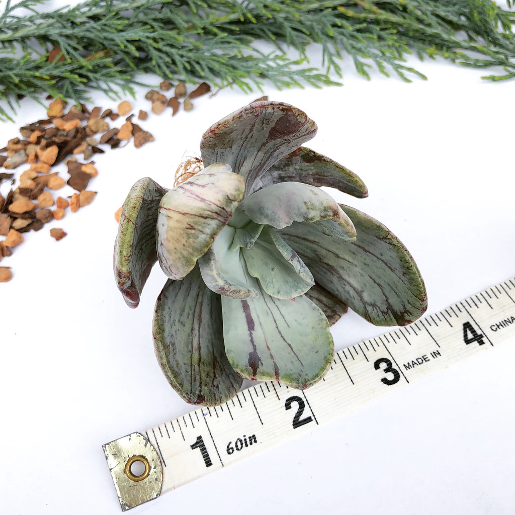 jocelyn's joy succulent Pachyveria Jocelyn's Joy – Cedar Creek Farmhouse