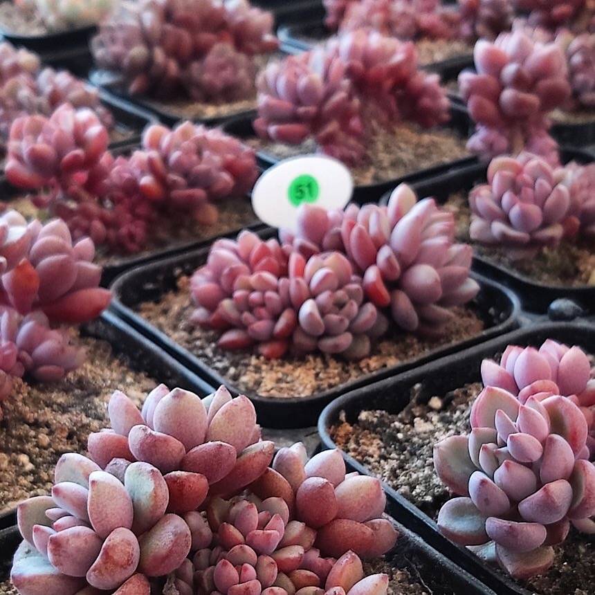 purple dream succulent Graptoveria Purple Dream, (Random)