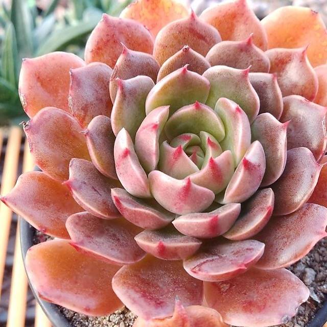 taurus succulent Echeveria Taurus, (Not so Random)