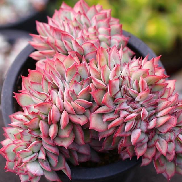 esther succulent Echeveria Esther, Cristata – Cedar Creek Farmhouse