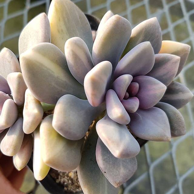 Pachyveria Pachyphytoides, (Not so Random) – Cedar Creek Farmhouse