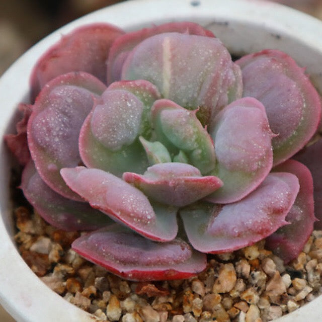 heart delight succulent SPECIAL! JUST CART!! PRESALE Echeveria Hearts Delight, (Not so Random)