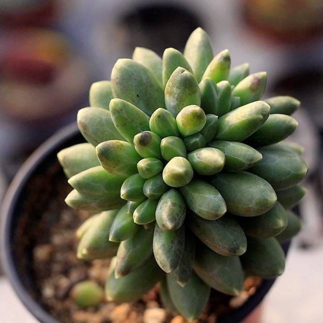 chiseled stone succulent Pachyphytum Compactum, Cristata – Cedar Creek Farmhouse