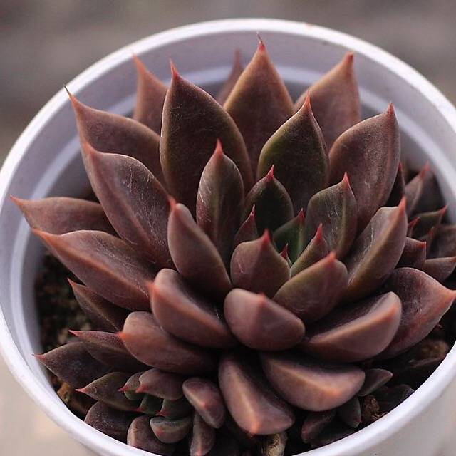 rusbyi succulent SPECIAL!! JUST CART! Graptopetalum Rusbyi – Cedar Creek Farmhouse
