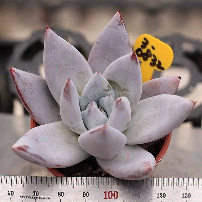mexican giant succulent Echeveria Mexican Giant – Cedar Creek Farmhouse
