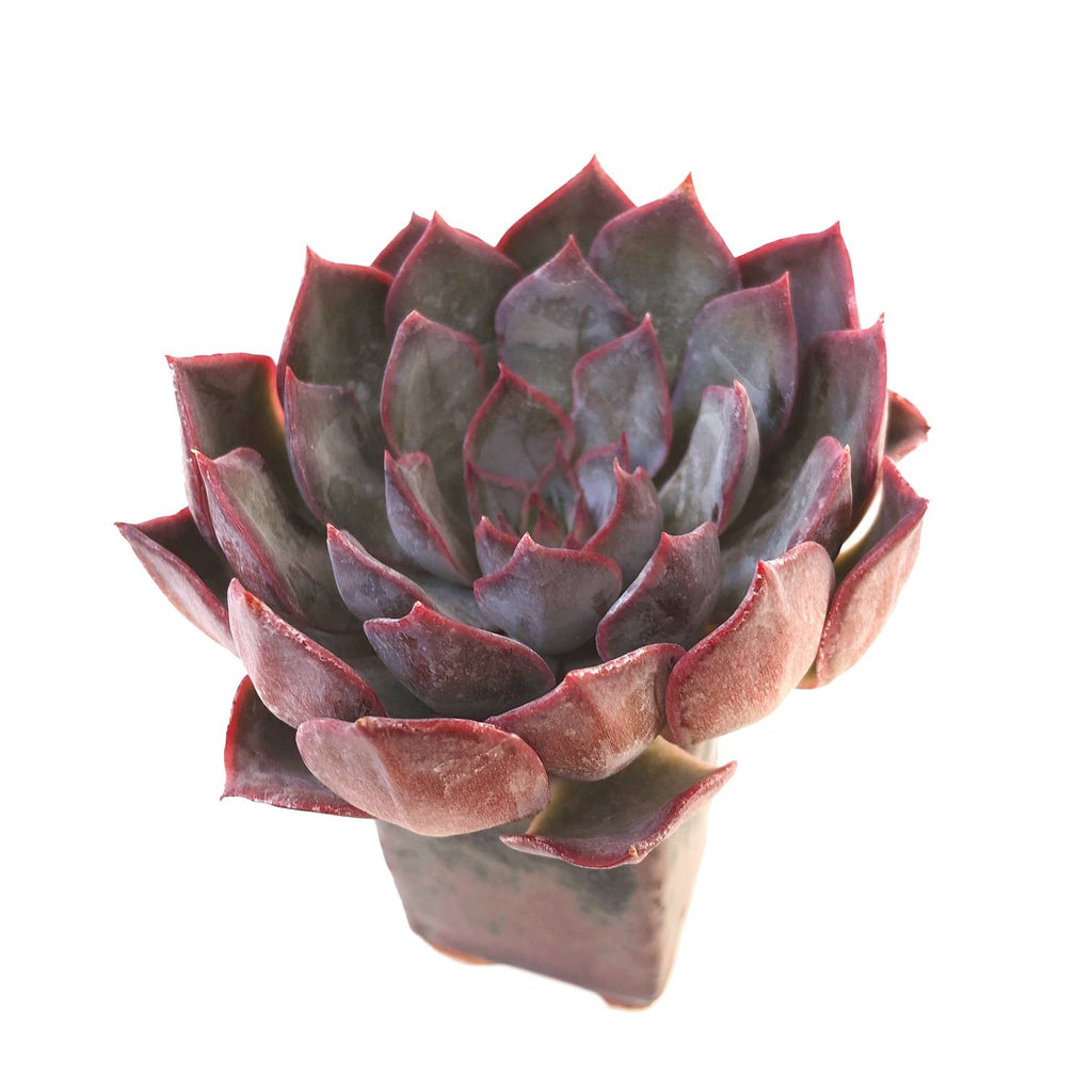 Echeveria Dark Ice Cedar Creek Farmhouse