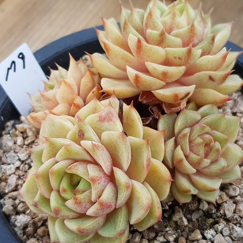 ben badis succulent Echeveria Ben Badis, Cluster, (Not so Random) – Cedar Creek Farmhouse