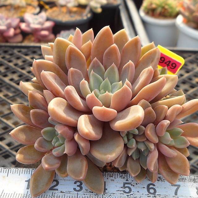 rusbyi succulent Graptopetalum Rusbyi, (Not so Random) – Cedar Creek Farmhouse
