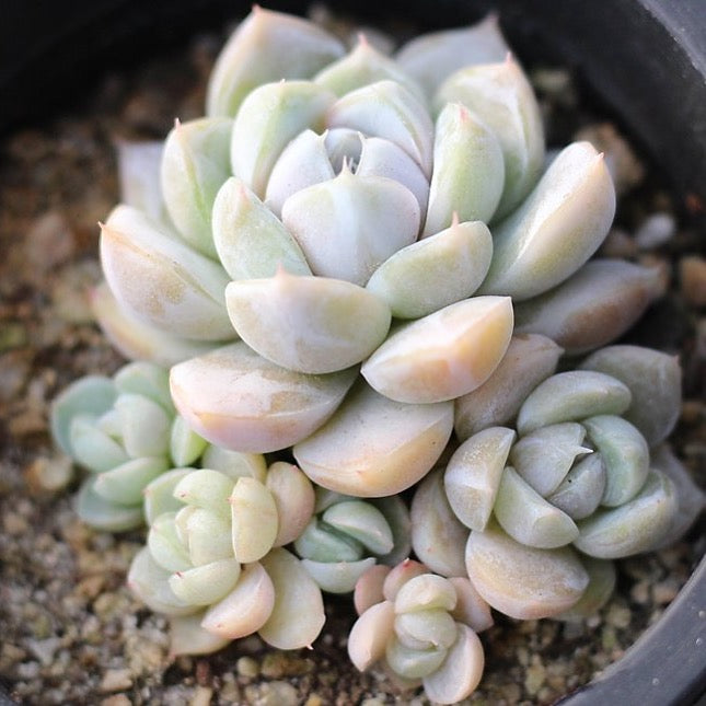 snow bunny succulent Presale Echeveria 'Snow Bunny' Cluster