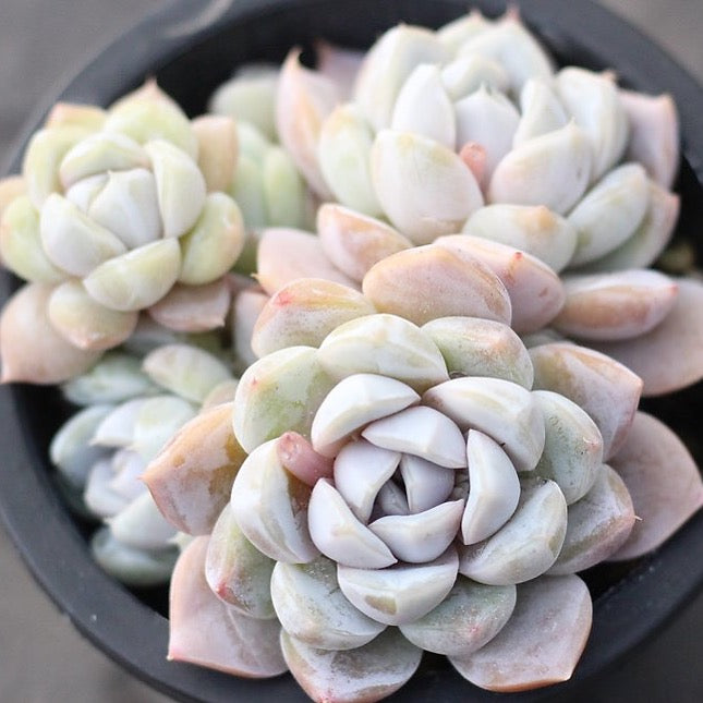 succulent snowbird Echeveria 'Snow Bunny' Cluster – Cedar Creek Farmhouse