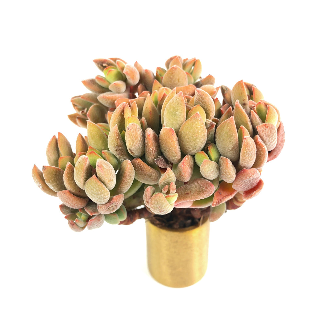 Crassula Ausensis v Titanopsis (Hybrid?) – Cedar Creek Farmhouse