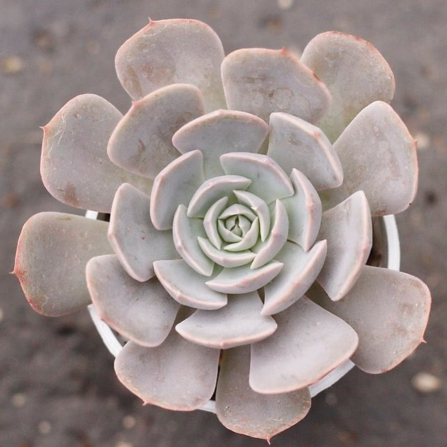 texas rose succulent plant PRESALE Echeveria Texas Rose
