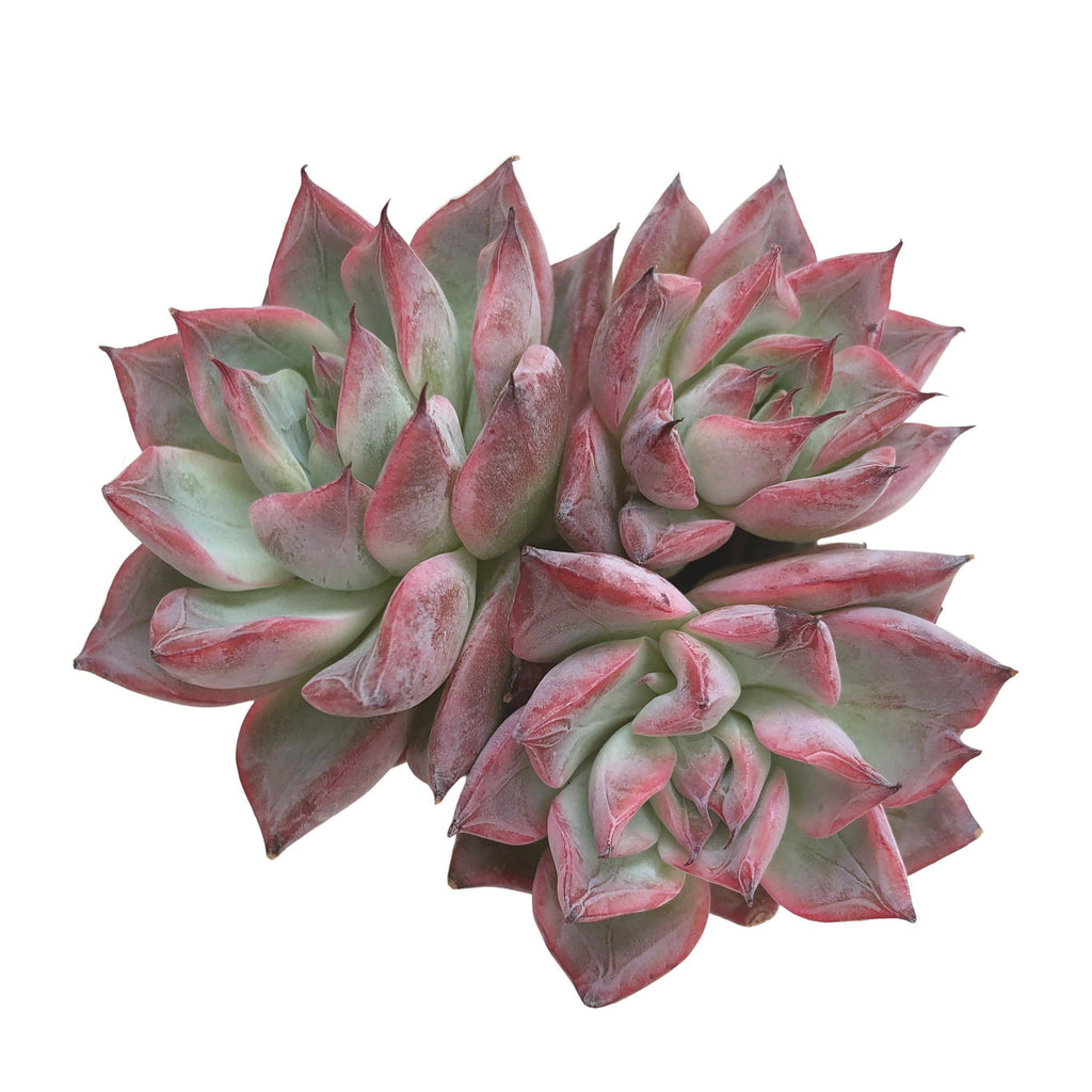 black swan succulent Echeveria Black Swan – Cedar Creek Farmhouse
