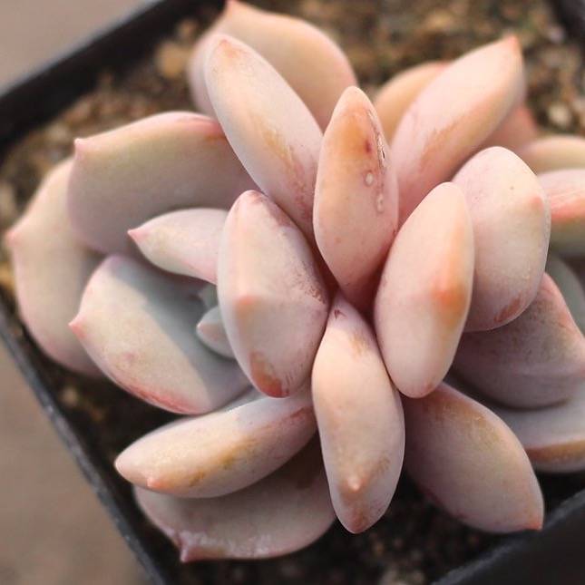 laura succulents PRESALE Echeveria Laura Sp., (Double) – Cedar Creek Farmhouse