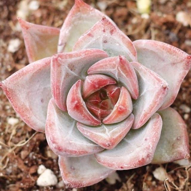 red dragon succulent PRESALE Echeveria Red Dragon, (New-ish!) – Cedar Creek Farmhouse