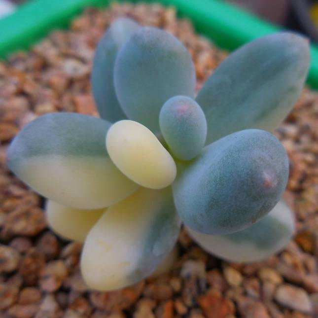 variegated moonstone succulent WHITE PEACOCK! Variegated Moonstone