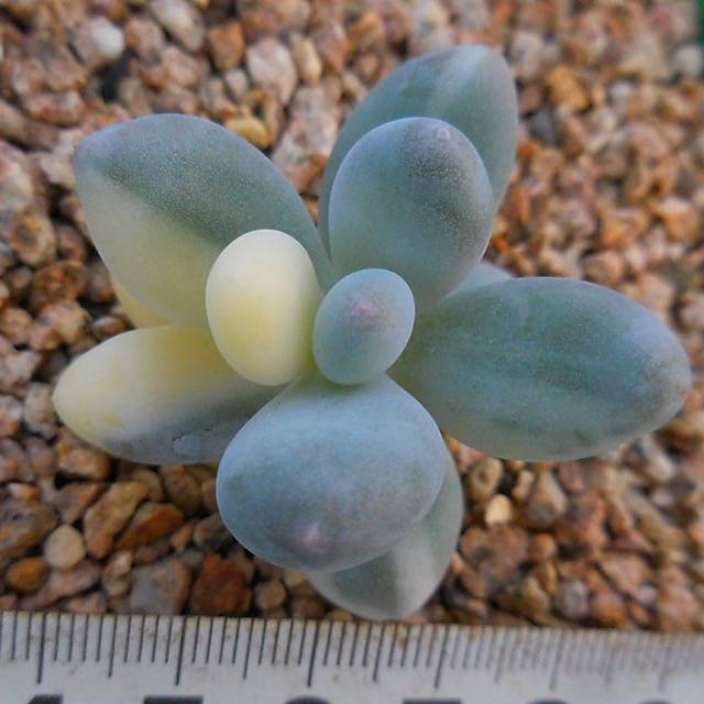WHITE PEACOCK! Variegated Moonstone – Cedar Creek Farmhouse