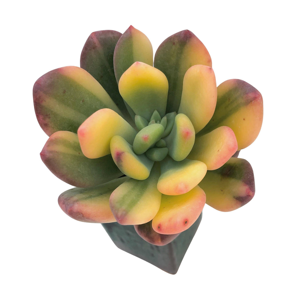 dr cornelius succulent Pachyphytum Dr. Cornelius, Variegata, Huge – Cedar Creek Farmhouse