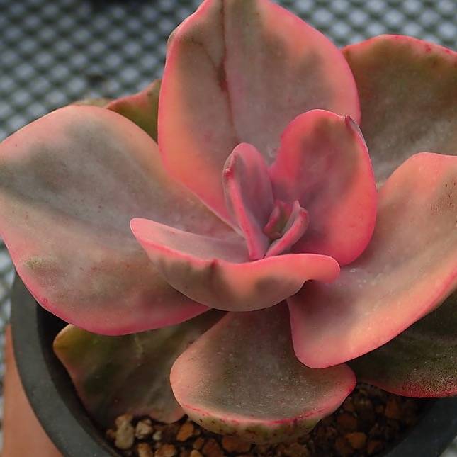 golden state succulents PRESALE Echeveria Golden State, (Not so Random)