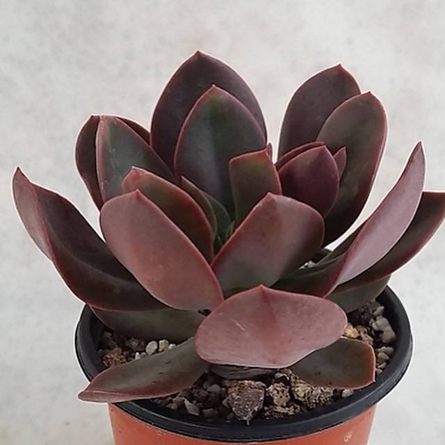 PRESALE Echeveria Hanaikada (Non-variegated), (Random) – Cedar