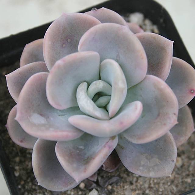 orpet succulent Echeveria Orpet, (Random) – Cedar Creek Farmhouse