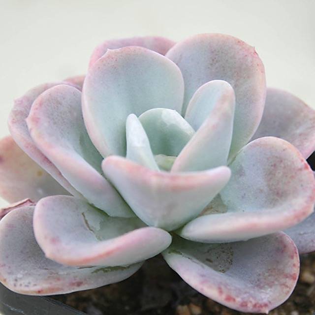 orpet succulent Echeveria Orpet, (Random) – Cedar Creek Farmhouse