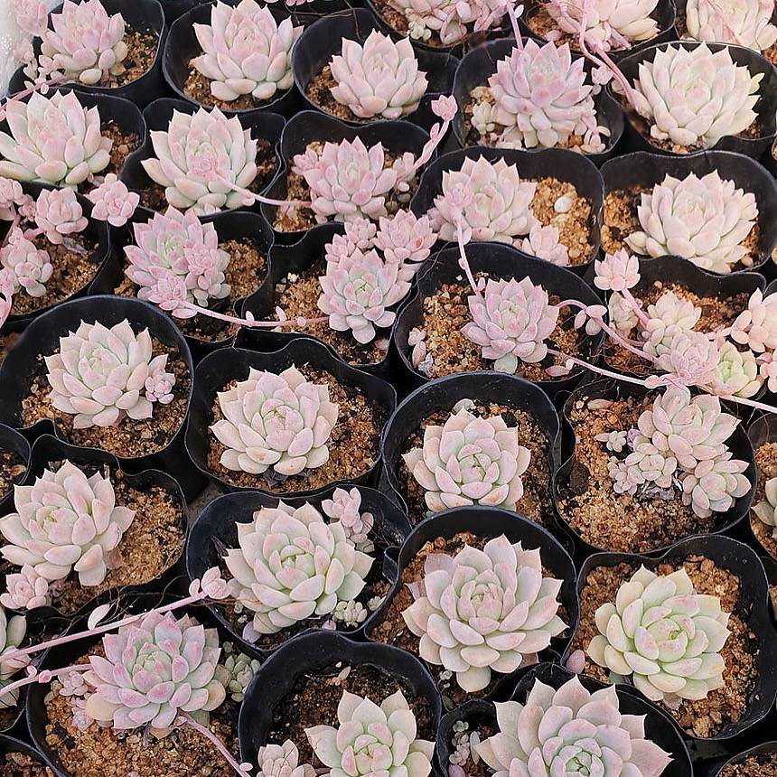 bright pink succulents LIMITED RESTOCK PRESALE Echeveria Bright Pink, (Random) – Cedar Creek  Farmhouse