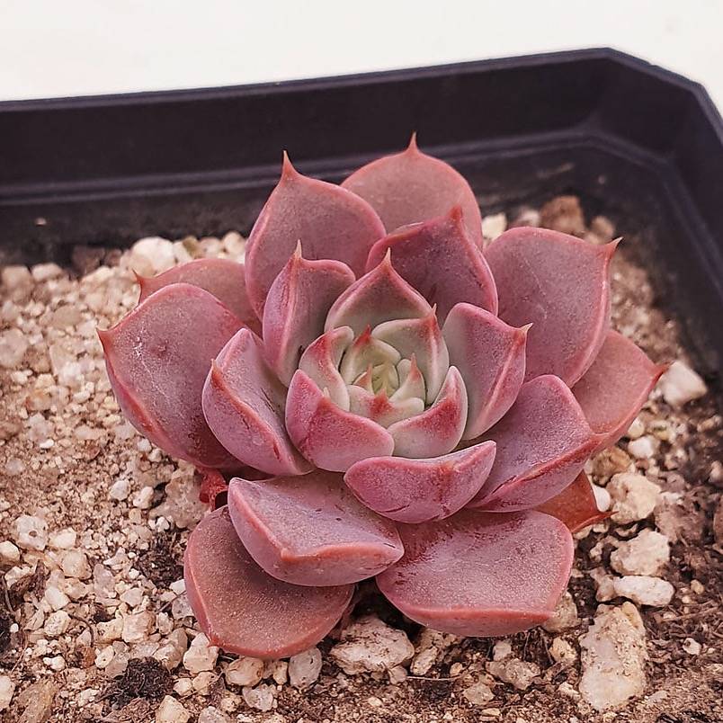 Presale Echeveria Roman Random Cedar Creek Farmhouse