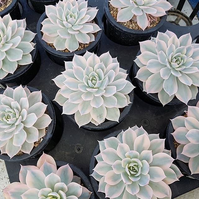 Echeveria 'Subsessilis', Variegata (Random)