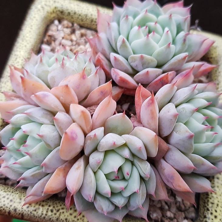 tippy pink succulent PRESALE Echeveria Tippy Cluster, (Not so Random)