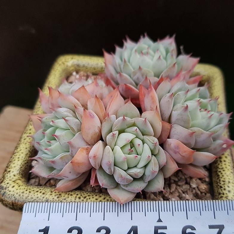 echeveria tippy pink succulent PRESALE Echeveria Tippy Cluster, (Not so Random) – Cedar Creek Farmhouse