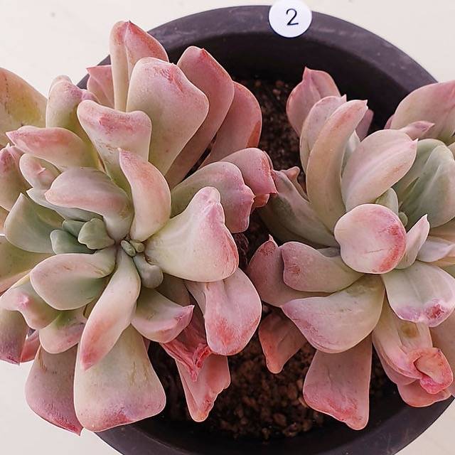 francesco baldi succulent PRESALE Echeveria Francesco Baldi, Variegata, (Not so Random) – Cedar Creek  Farmhouse