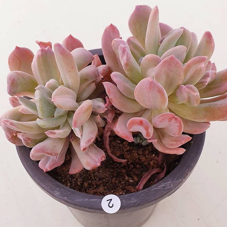 francesco baldi succulent PRESALE Echeveria Francesco Baldi, Variegata, (Not so Random) – Cedar Creek  Farmhouse