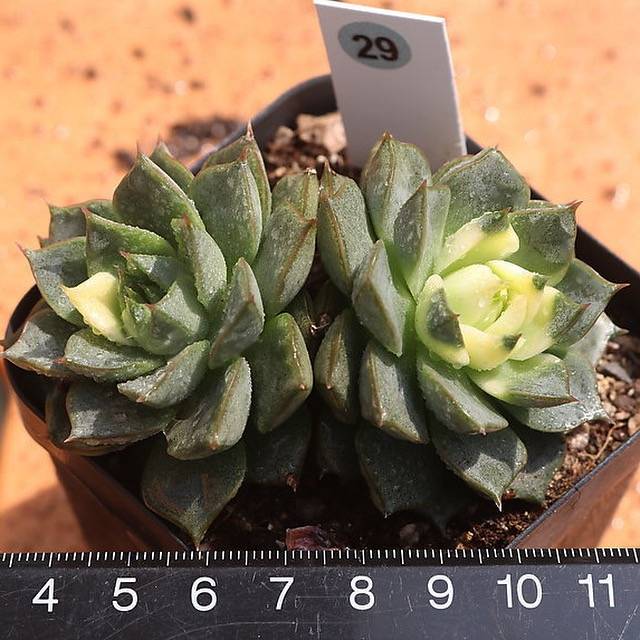 ben badis succulent PRESALE Echeveria Ben Badis, Variegata, (Not so Random) – Cedar Creek  Farmhouse