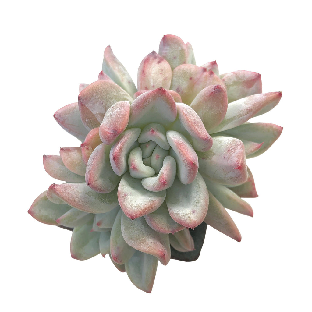 1 echeveria waxed weather ｍ65 fishtail _ Photo_20Nov_2011_202023_2C_201