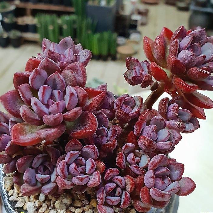 purple dream succulent PRESALE Graptoveria Purple Dream, (Not so Random)