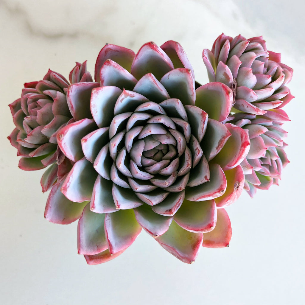 violet queen succulent Echeveria Violet Queen – Cedar Creek Farmhouse