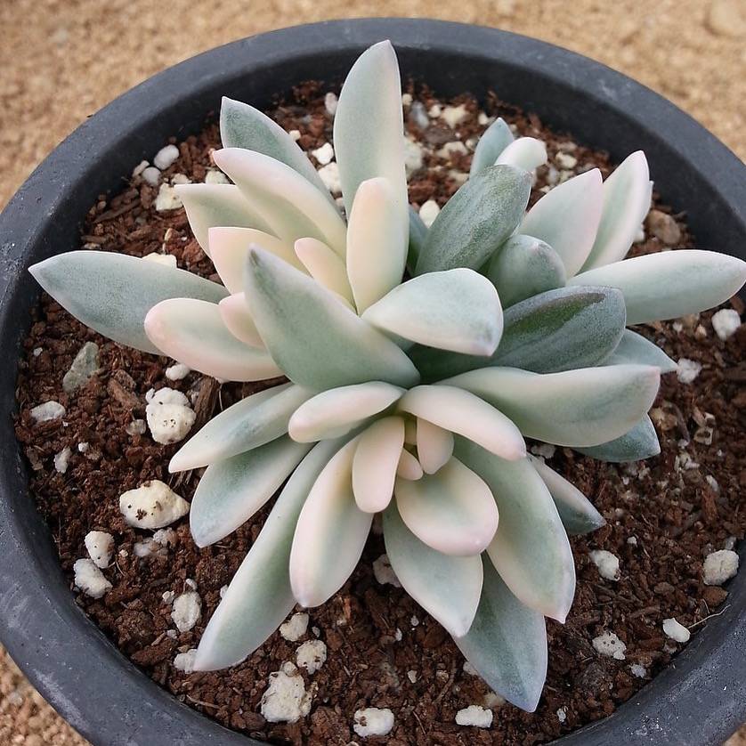 PRESALE Echeveria SIMONOASA Variegata, Triple, (Not so Random) – Cedar  Creek Farmhouse