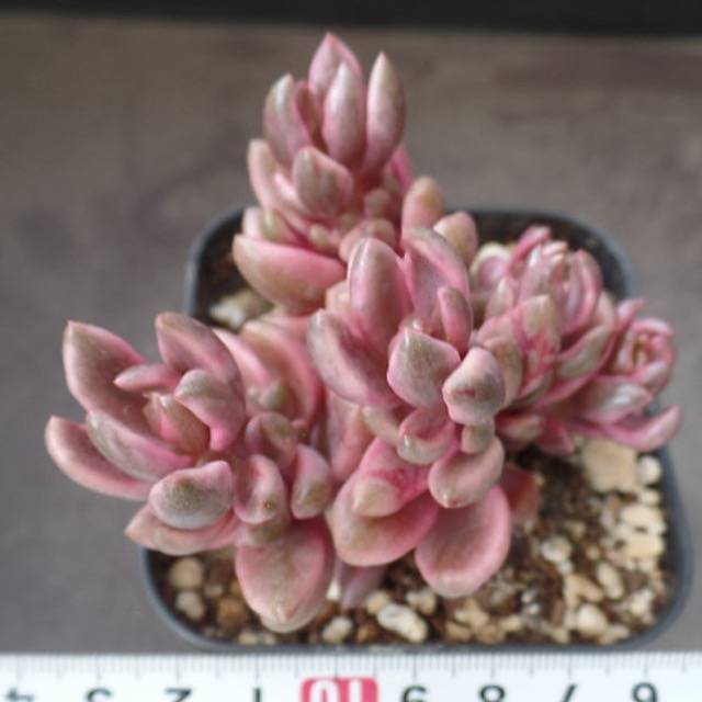 bronze succulent Graptoveria 'Chocolate Bronze,' (Random) – Cedar Creek Farmhouse