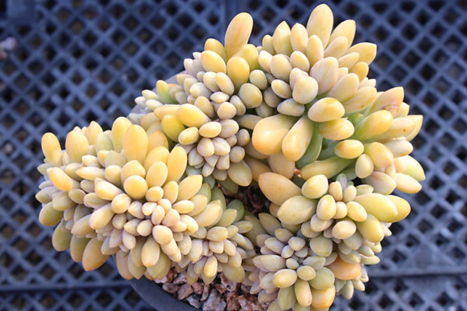 Cremeria Expatriata Crest Succulent Plant - Rare Cacti & Succulent From Succulents Depot - View #2