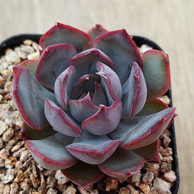 Echeveria Dark Ice, (Random) – Cedar Creek Farmhouse