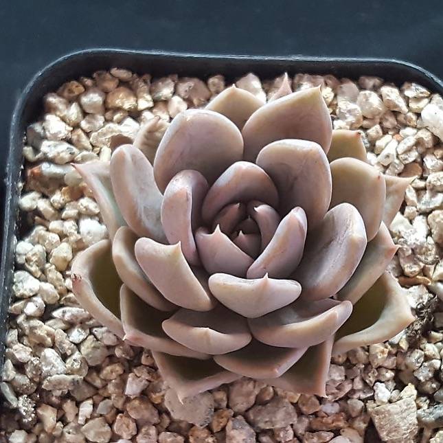 silver queen succulent Echeveria Silver Queen 'Apline Grey' Version, (Random) – Cedar Creek  Farmhouse