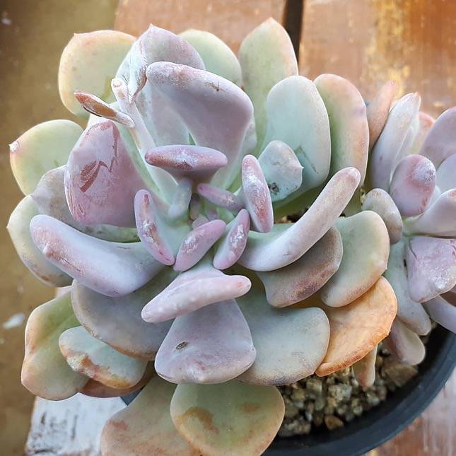 cinderella succulent PRESALE Echeveria Cinderella Cluster, (Not so Random)