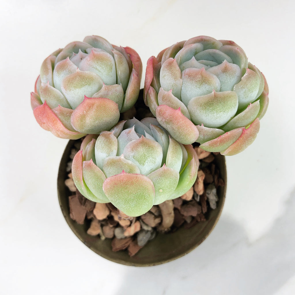 Echeveria Twin Berry, (Triple) – Cedar Creek Farmhouse