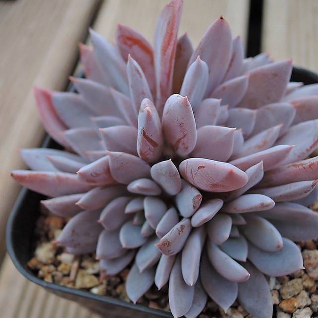 lulus succulents PRESALE Echeveria Lulu, Cluster, (Random) – Cedar Creek Farmhouse