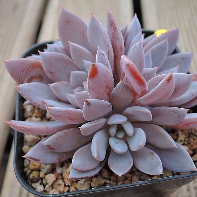 lulu's garden succulents PRESALE Echeveria Lulu, Cluster, (Random) – Cedar Creek Farmhouse