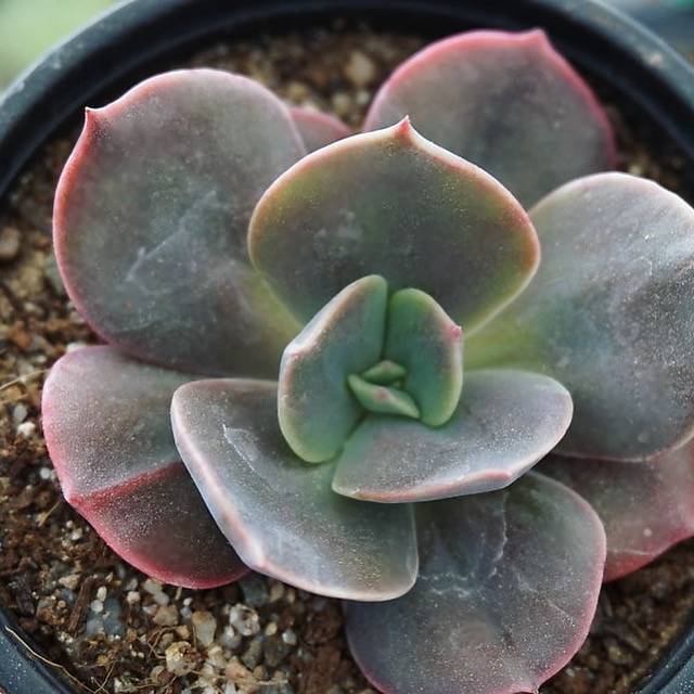 blue metal succulent Echeveria Blue Metal, (Random)