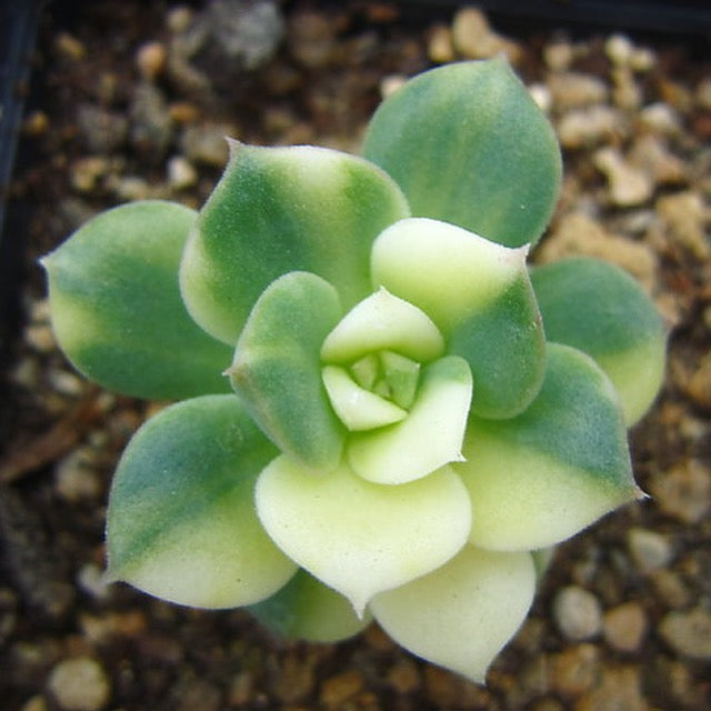 Echeveria Nicksana, (Random) – Cedar Creek Farmhouse
