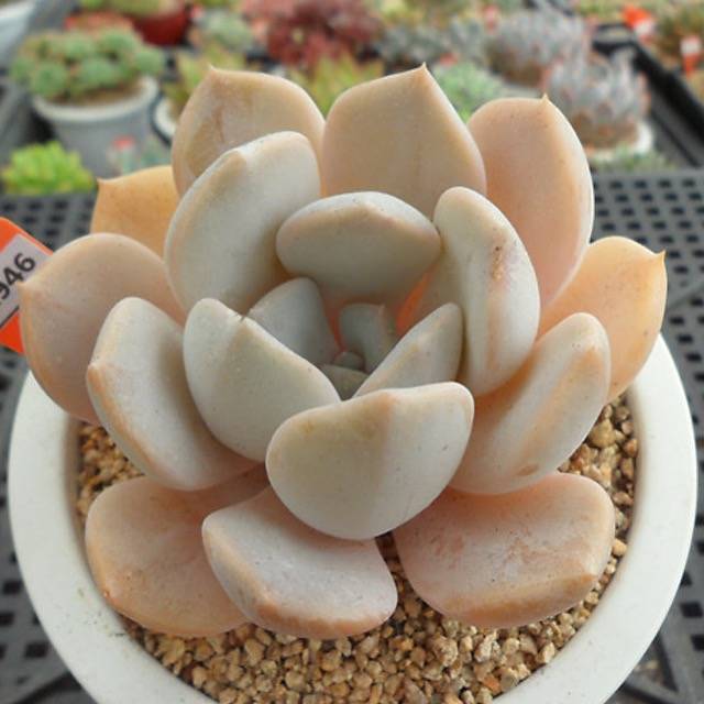tiramisu succulent Echeveria Tiramisu, (Random)